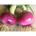 Suntoday vegetable органическое сад Ф1 купить онлайн красный фиолетовый семена лука длинные поставщика полки(81003)